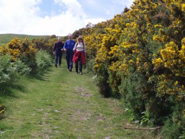 Through the Gorse